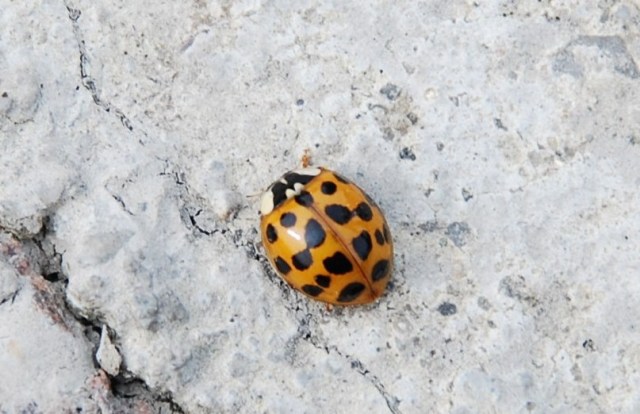 Coccinellidae: Harmonia axyridis al Brennero